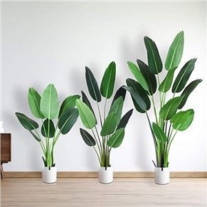 Biljka banane umjetnih putnika