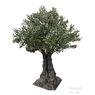 Zašto ljudi biraju naša velika stabla maslina?